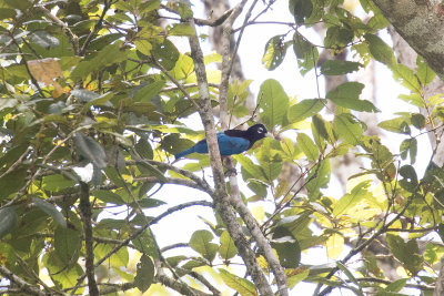 Blue Bird-of-Paradise  - Rondon 8299_2500.jpg