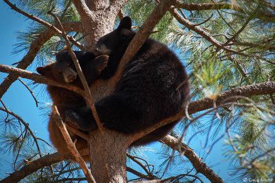 Bearizona Wildlife Park, AZ