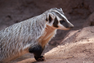 Bearizona Wildlife Park, AZ