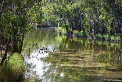 Murray River