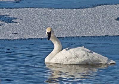 Swan on the St. Crouix 2