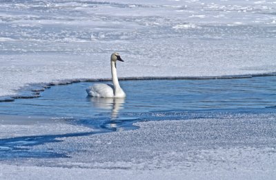 Swan on the Ice