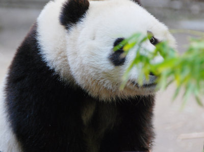 panda