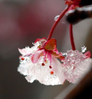 ice flower