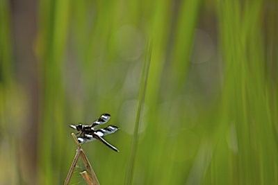 IMG_0487 - Version 2.jpg
