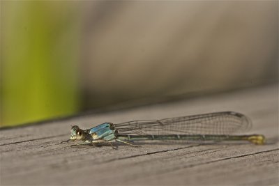 IMG_1030.jpg