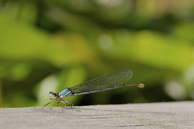 IMG_1403.jpg