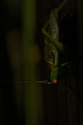 IMG_1802.jpg
