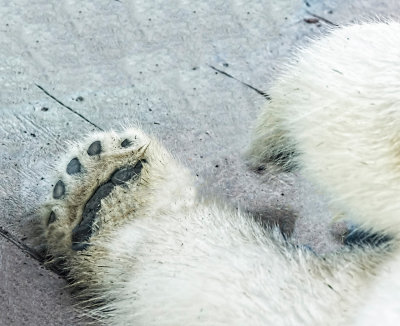 Polar Bear Paw