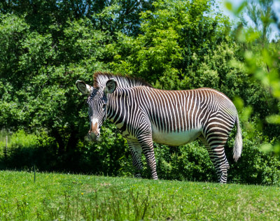 Zebra