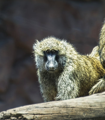 Baboon