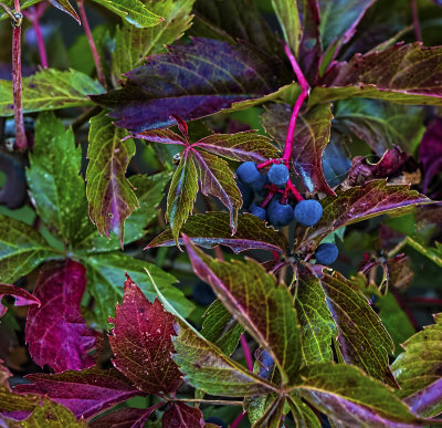 Berries and Leaves