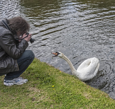 Photographer and Swan