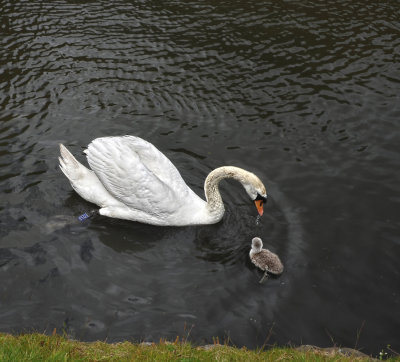 Mom and Baby Swans