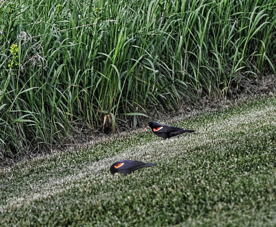 Red-Winged Blackbirds