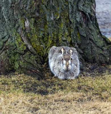 Hare under the Elm