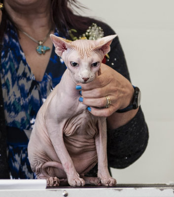 Sphynx