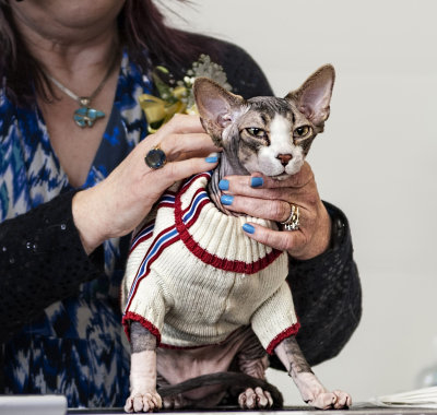 Sphynx