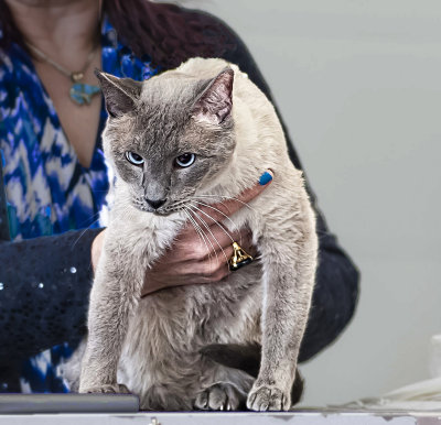 Siamese