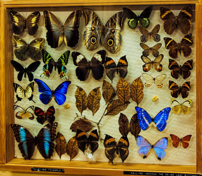 Butterfly Collection in Hillcrest Museum