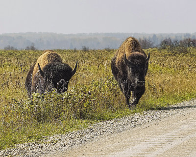 Bison Approaching