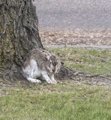 The Hare returns...