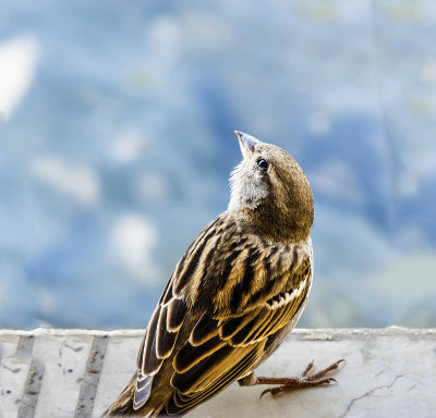 Bird Visiting Restaurant