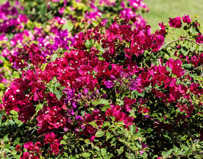 Bougainvillea