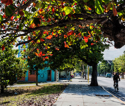 Glowing Leaves - downtown Varadero
