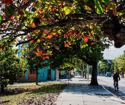 Glowing Leaves - downtown Varadero