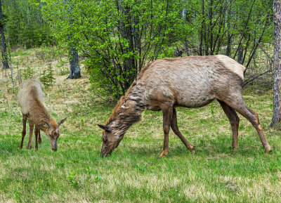 Mama Elk and her Little One