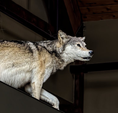 Wolf Taxidermy