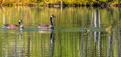 Geese