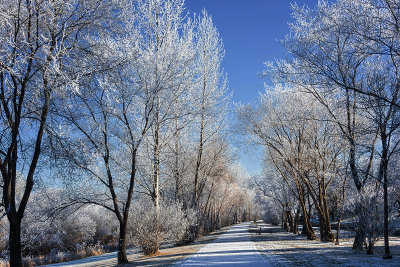 Hoarfrost along the Trail