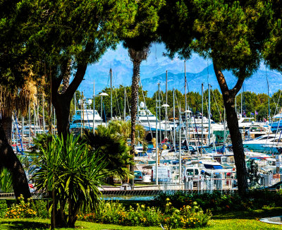 Harbour and Trees