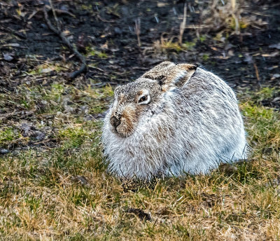 Spring Visitor...