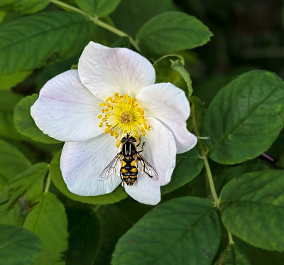 White rose and Hoverfly