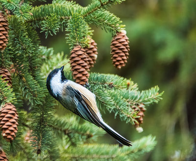 Black-capped Chickadee (Poecile atricapillus) on Spruce Tree