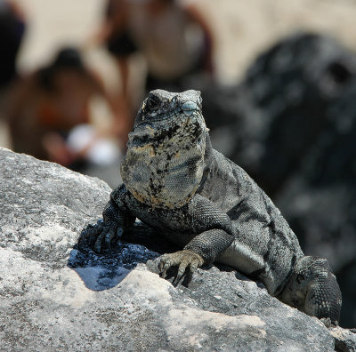 Iguana near Cancun Mexico