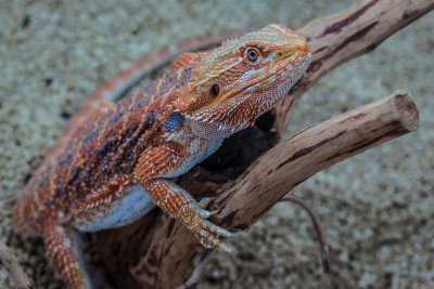 Thaidragons-5831.jpg