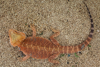 Thaidragons-5820.jpg