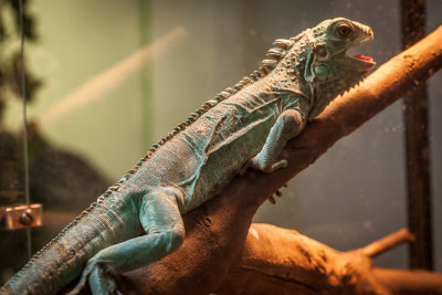 Thaidragons-5793.jpg