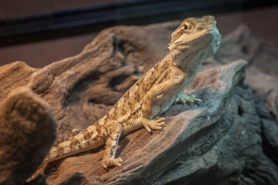 Thaidragons-5783.jpg