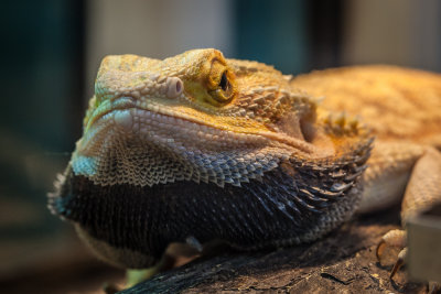 Thaidragons-5779.jpg