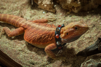 Thaidragons-5775.jpg