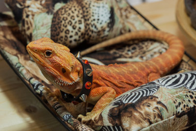 Thaidragons-5761.jpg
