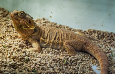 Thaidragons-5677.jpg