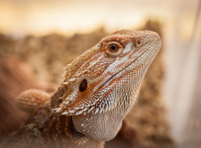 Thaidragons-5671.jpg