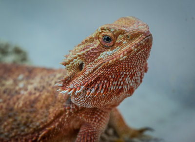 Thaidragons-5649.jpg