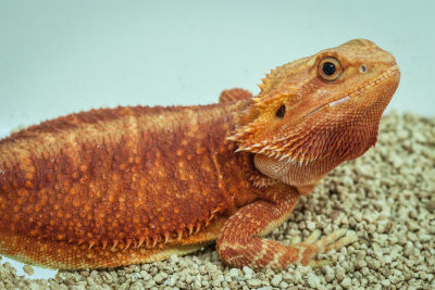 Thaidragons-5837.jpg